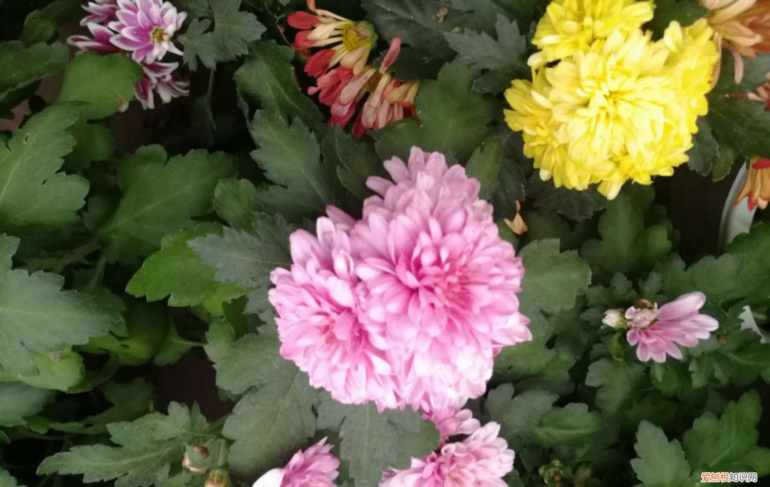 菊花的繁殖方法视频 菊花的繁殖方法