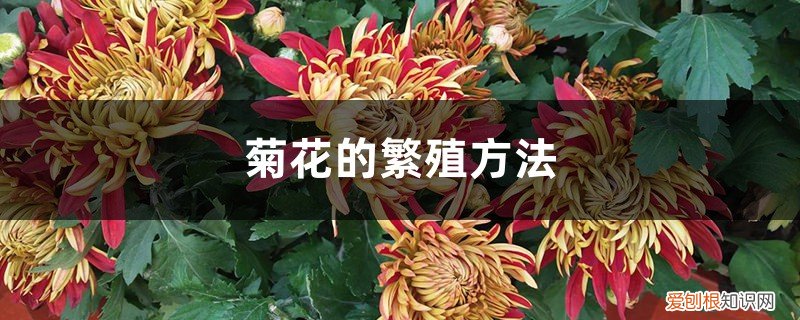 菊花的繁殖方法视频 菊花的繁殖方法