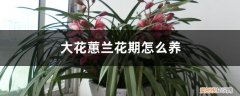 大花蕙兰多久施一次肥 大花蕙兰花期怎么养，开花时能施肥吗