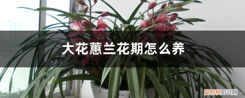 大花蕙兰多久施一次肥 大花蕙兰花期怎么养，开花时能施肥吗