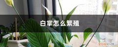 白掌怎么繁殖更多 白掌怎么繁殖