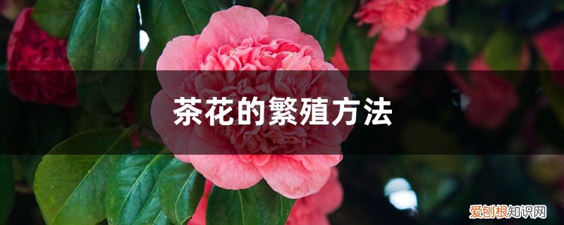 茶花的繁殖方法和过程 茶花的繁殖方法