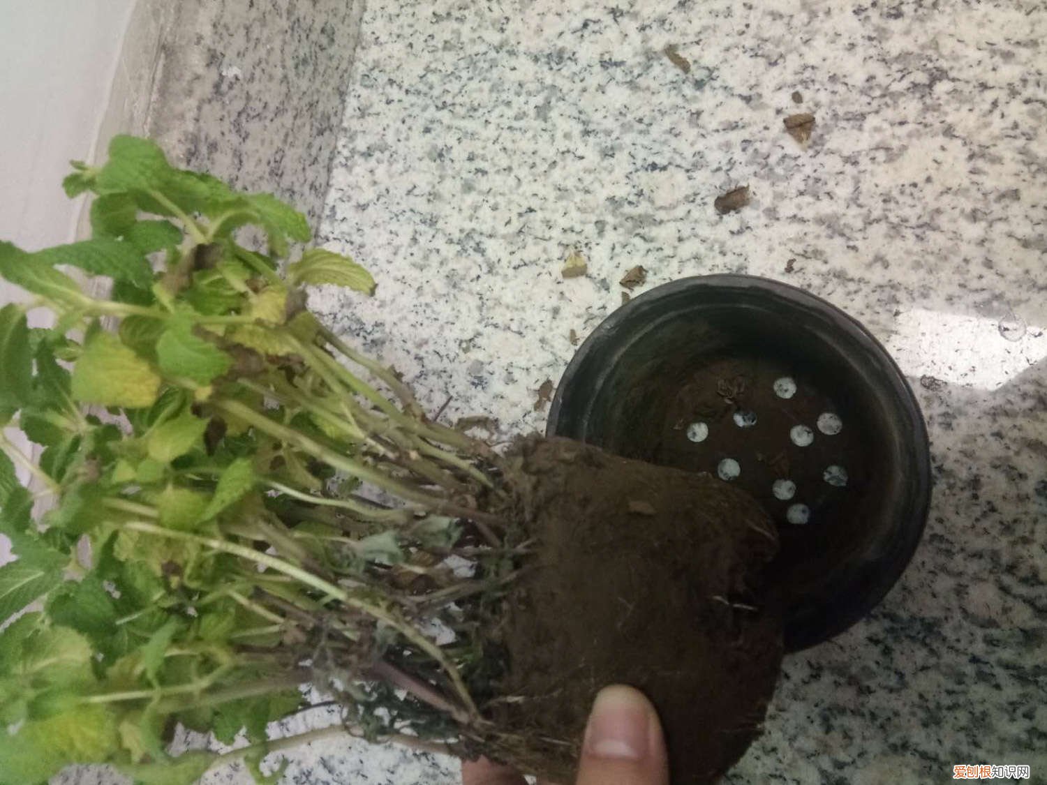 薄荷的繁殖方法扦插方法 薄荷的繁殖方法
