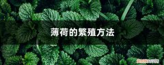 薄荷的繁殖方法扦插方法 薄荷的繁殖方法