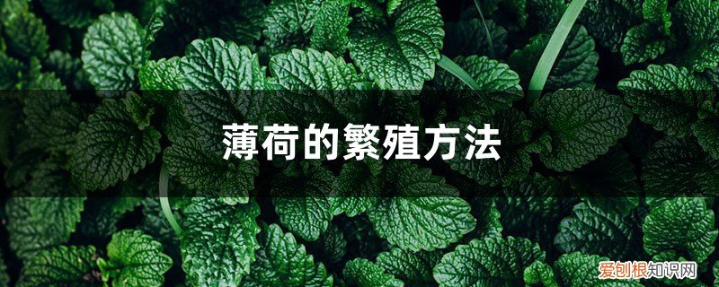 薄荷的繁殖方法扦插方法 薄荷的繁殖方法
