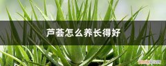 怎样养芦荟才能长得好 芦荟怎么养长得好