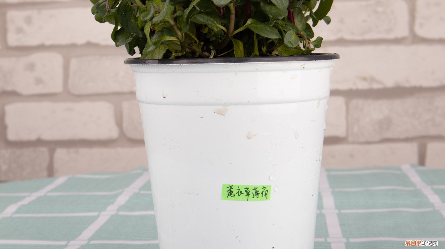 薄荷怎么养长得旺壮 薄荷怎么养长得旺
