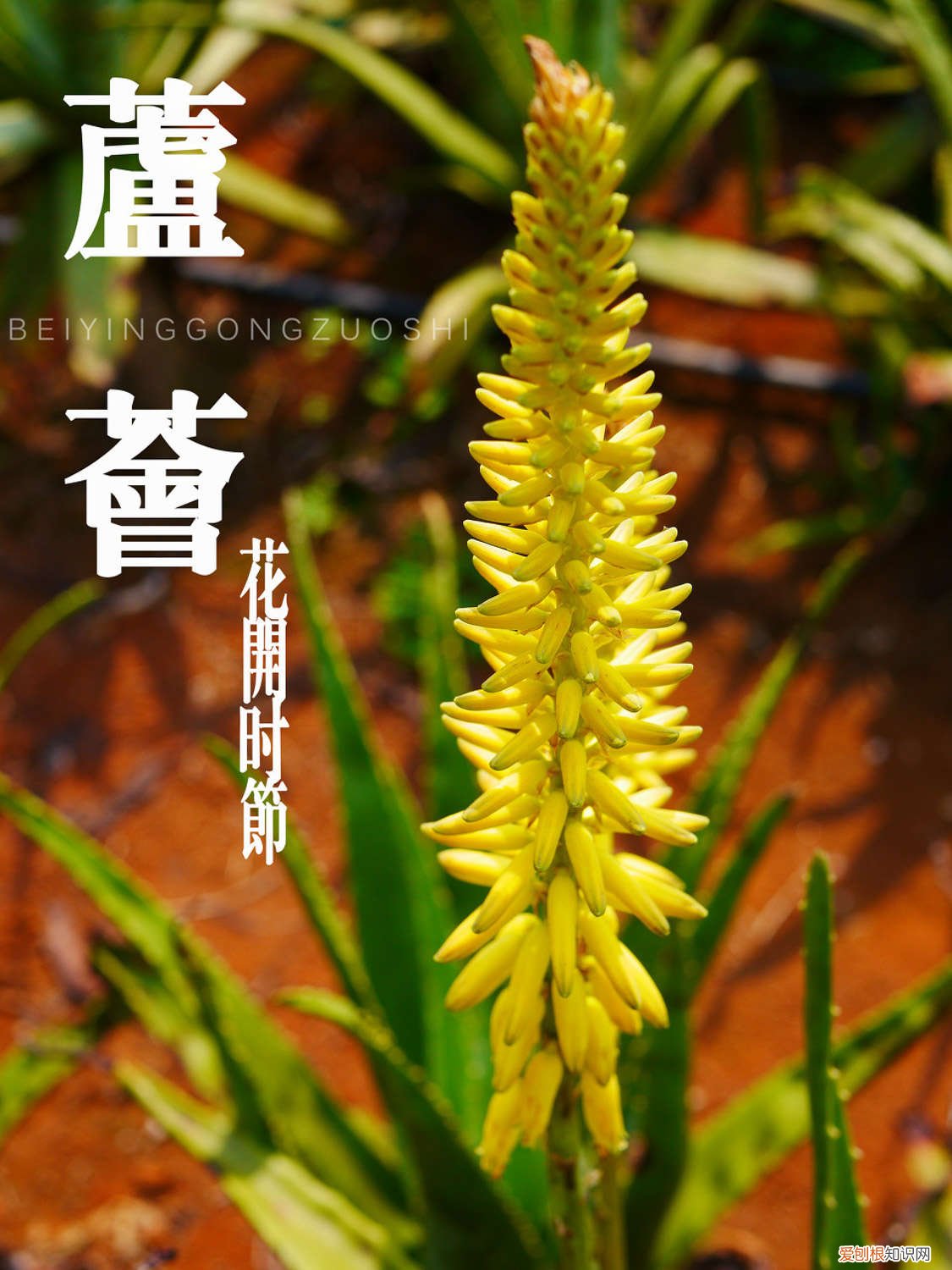 怎么养芦荟长得快一点 怎么养芦荟长得快
