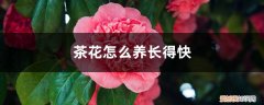 茶花怎么养长得快一点 茶花怎么养长得快