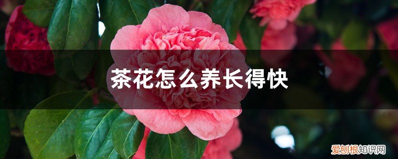 茶花怎么养长得快一点 茶花怎么养长得快