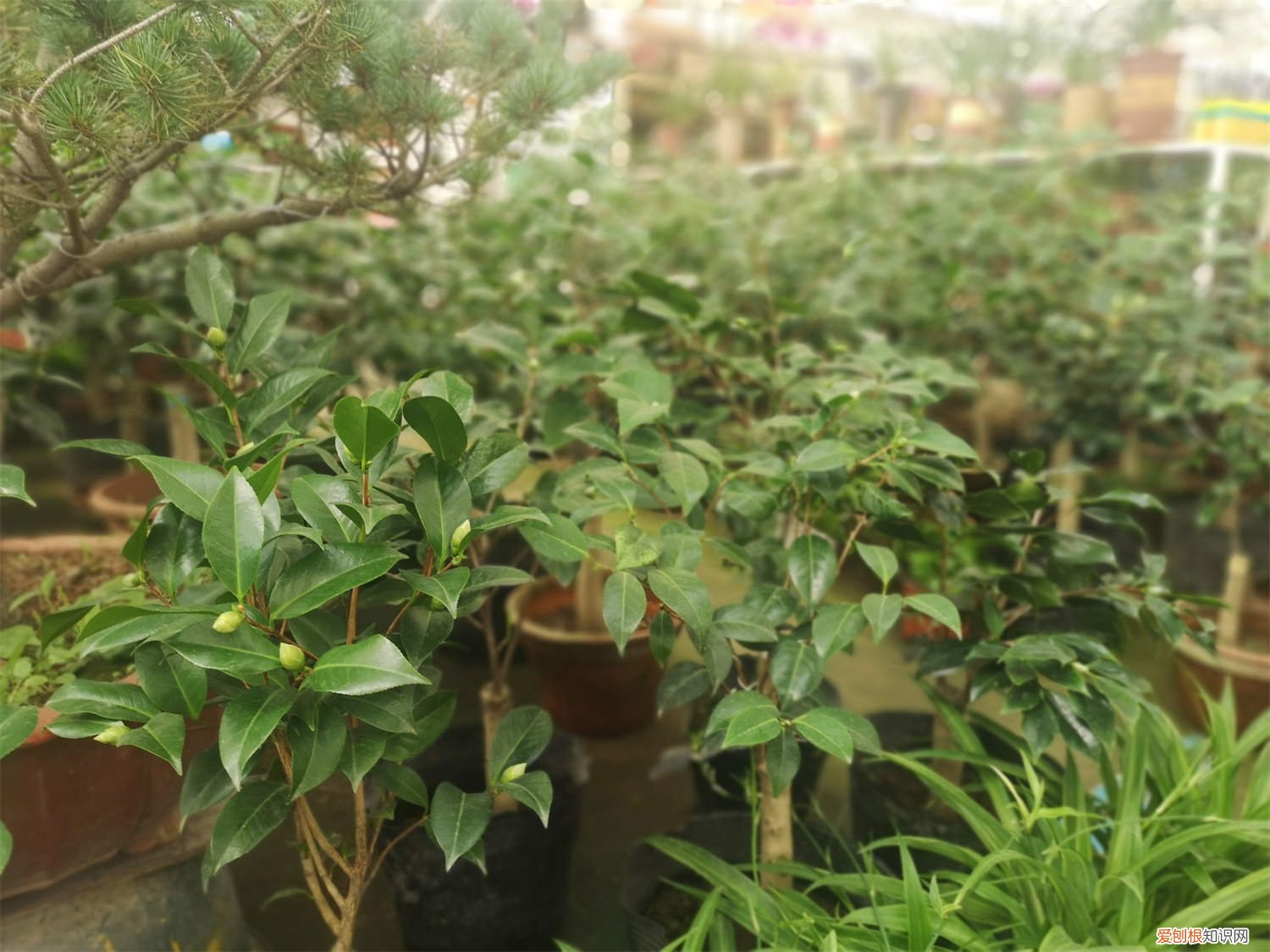 茶花怎么养长得快一点 茶花怎么养长得快