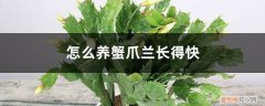 蟹爪兰怎样才能长得快 怎么养蟹爪兰长得快