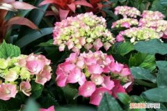 容易养活的盆栽花 养花太麻烦？只学1招，躺着都能养爆盆！