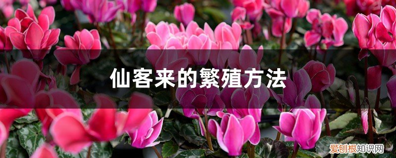 仙客来繁殖方法图解 仙客来的繁殖方法