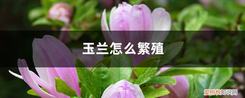 玉兰的繁殖方法与栽培技术 玉兰怎么繁殖