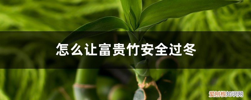 富贵竹怎么安全度过冬天 怎么让富贵竹安全过冬，冻伤了怎么办