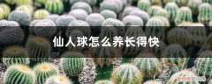 仙人球怎么养长得快一点 仙人球怎么养长得快