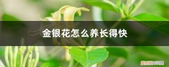 金银花怎么养长得快又好看 金银花怎么养长得快