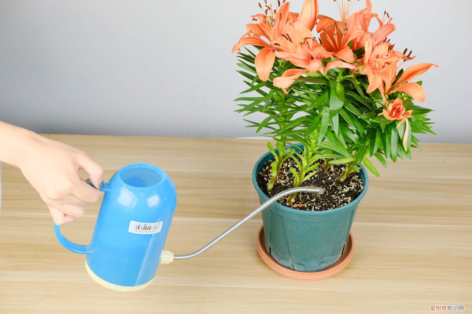 如何繁殖百合花 百合花的繁殖方法