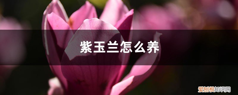 紫玉兰怎么养护 紫玉兰怎么养