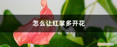 怎样才能让红掌多开花 怎么让红掌多开花，开花不断