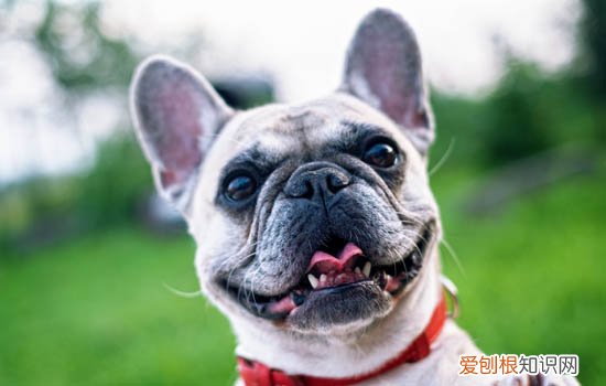狗狗口臭要怎么解决 狗狗口臭解决办法