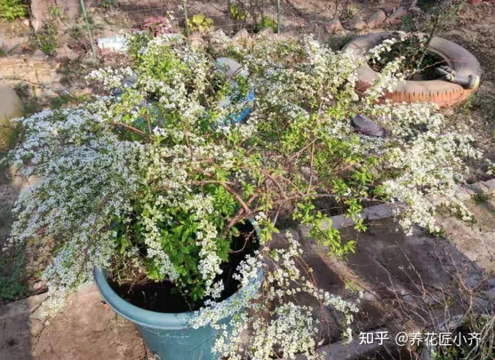 养花经验小总结，养花到底有没有诀窍？通过十多年养花，让我总结出了经验