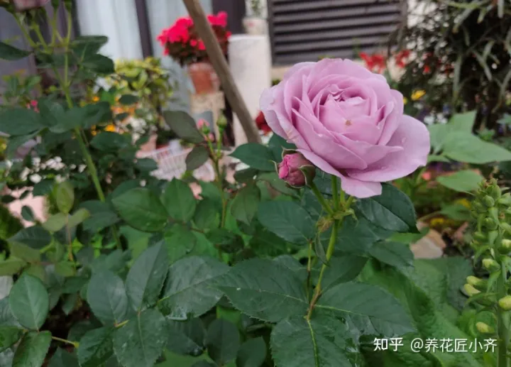 养花经验小总结，养花到底有没有诀窍？通过十多年养花，让我总结出了经验