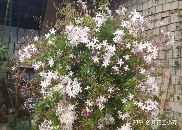 养花经验小总结，养花到底有没有诀窍？通过十多年养花，让我总结出了经验