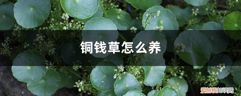 铜钱草怎么养得更好 铜钱草怎么养