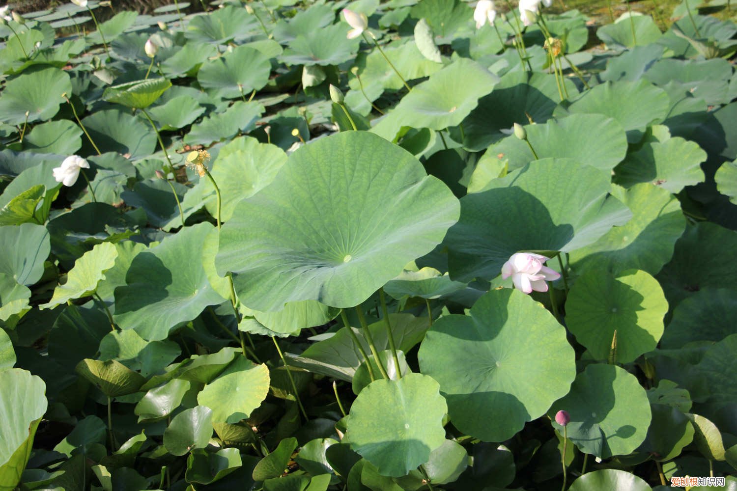 荷花怎么养我们悟出什么的道理 荷花怎么养