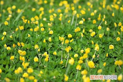 野花生的药用价值 吃野花生有什么好处