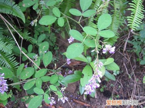 野花生的药用价值 吃野花生有什么好处