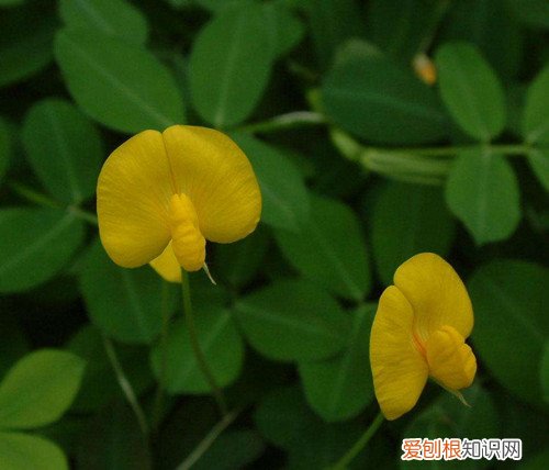 野花生的药用价值 吃野花生有什么好处