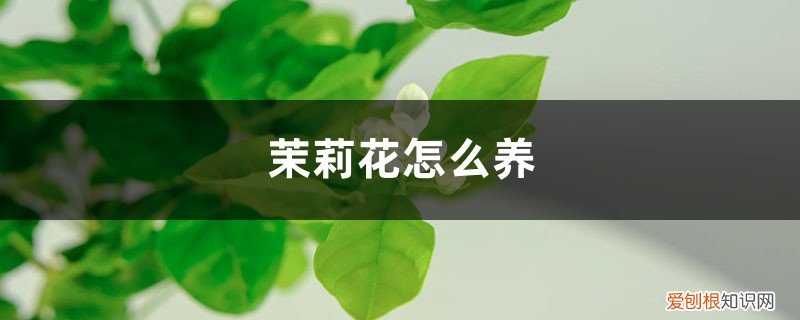 茉莉花怎么养才茂盛 茉莉花怎么养