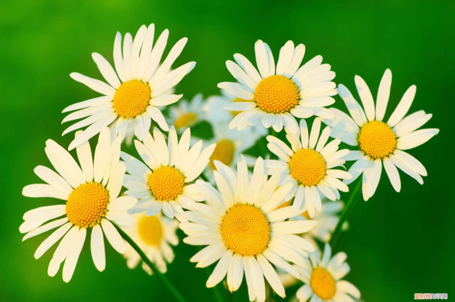 冬天室内菊花怎么养 菊花怎么养