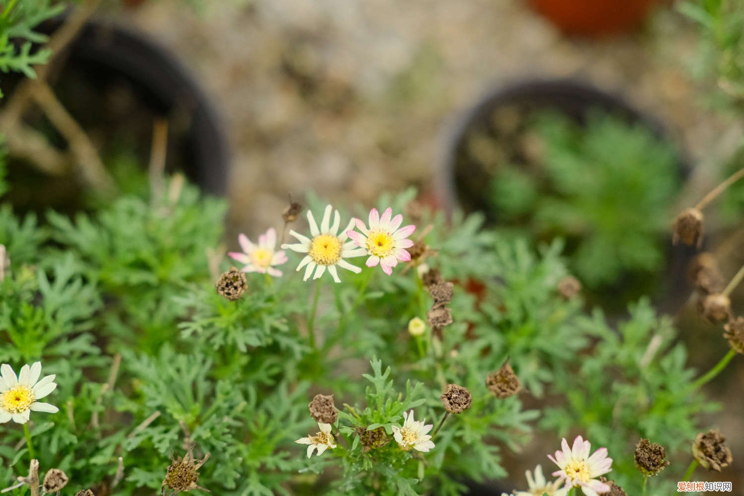 冬天室内菊花怎么养 菊花怎么养