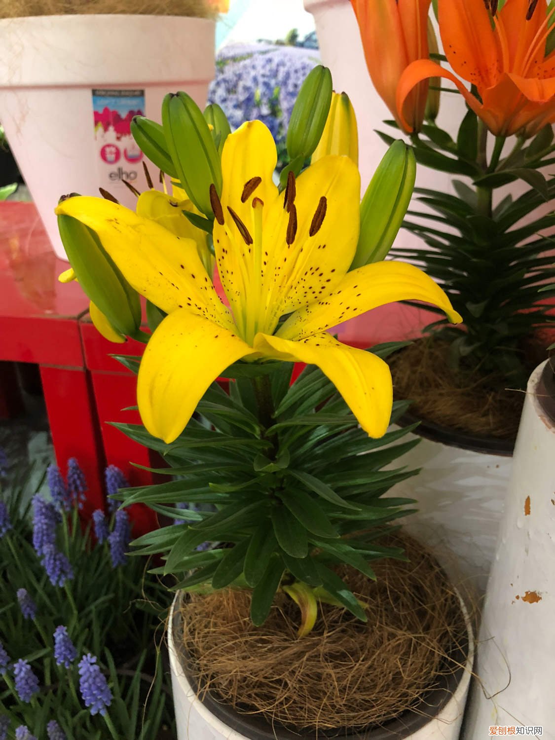 冬天的百合花怎么养 百合花怎么养