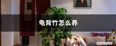 龟背竹怎么养才能更旺盛 龟背竹怎么养