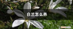 白兰怎么养最好 白兰怎么养