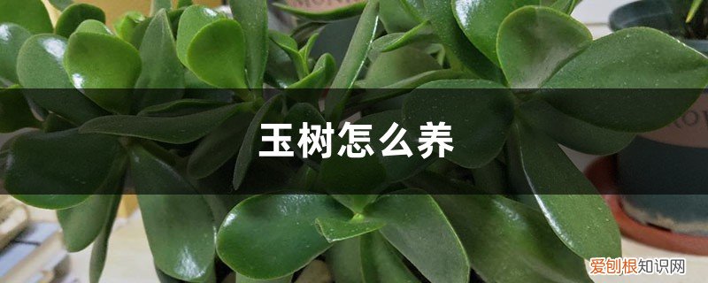 冬季玉树怎么养 玉树怎么养