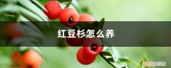 红豆杉的养殖方法和注意事项 红豆杉怎么养