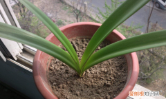 养花的土里有小飞虫怎么办，花土里面的小飞虫怎样去除