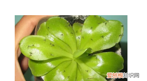 养花的土里有小飞虫怎么办，花土里面的小飞虫怎样去除