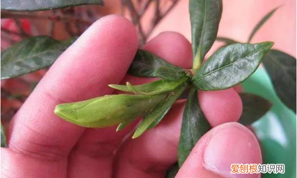 养花的土里有小飞虫怎么办，花土里面的小飞虫怎样去除
