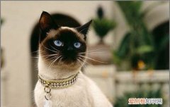 暹罗猫冬天怎么养护 暹罗猫冬天怎么养