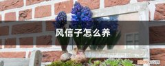 风信子怎么养殖方法和注意事项 风信子怎么养