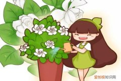 1分钱没花，2天彻底消灭小黑飞，这4招绝了！