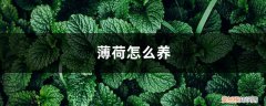 薄荷怎么养 盆栽冬天 薄荷怎么养