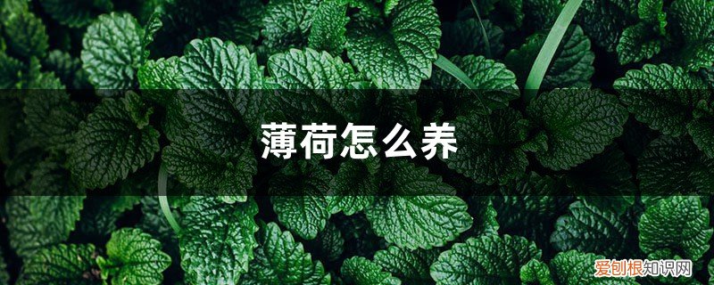 薄荷怎么养 盆栽冬天 薄荷怎么养